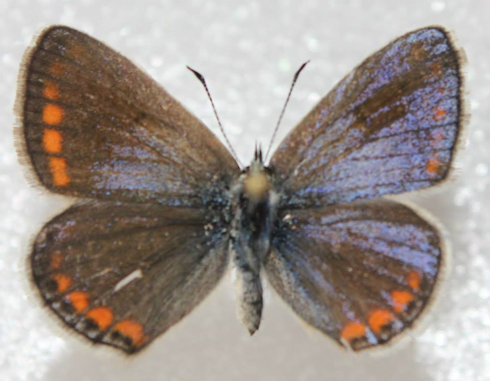 Polyommatus thersites (gynandromorph)2 (Internet Image property of respective owner, non-commercial use only)